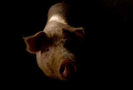 Close-up of a pig inside a swineherd の写真素材