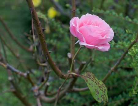 Pink rose with leaves on a rosebush branchの写真素材