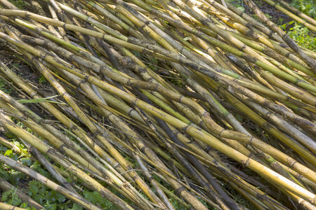Background of bamboo stacked on the floorの写真素材