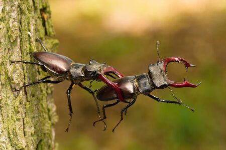 Stag beetles, Lucanus cervus are fighting for better position on the tree bark, during mating season, colorful bokeh backgroundの写真素材