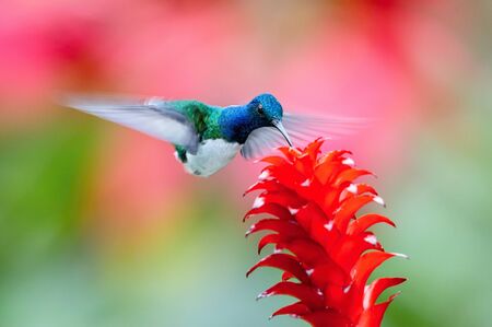 The hummingbird is soaring and drinking the nectar from the beautiful  flower in the rain forest environment. Flying White-necked jacobin, florisuga mellivora mellivora with nice colorful background.の写真素材