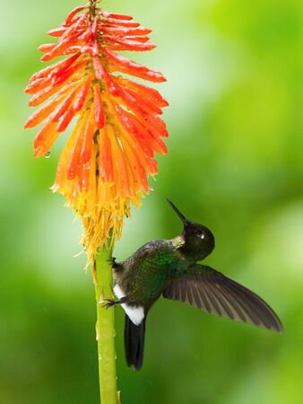 The Tourmaline Sunangel, Heliangelus exortis is sitting on the flower prepared to drink the nectar, amazing colored hummingbird, amazing picturesque green backgroundの写真素材