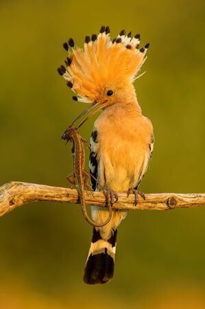 Eurasian Hoopoe, Upupa epops just caught the lizard to feed its chicks, perched on the branch in the first morning light, the lizard in the beak, golden light picture during sunrise, Hungaryの写真素材
