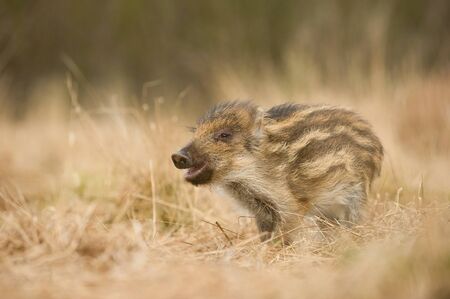 The Wild Boar piglet, sus scrofa is standing in the grass in the backlight of sunset. In the backgound is dark forest. The Piglet has opened snout and his hair lights.の写真素材
