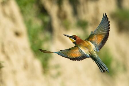 The European Bee-eaters, Merops apiaster is flying, during mating season, nice colorful background and soft golden light, Czechiaの写真素材