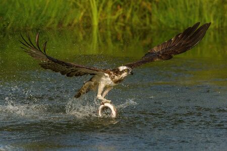 The Osprey, Pandion haliaetus just caught the fish from the pond, also called Sea Hawk, River Hawk, and Fish Hawk, Finlandの写真素材