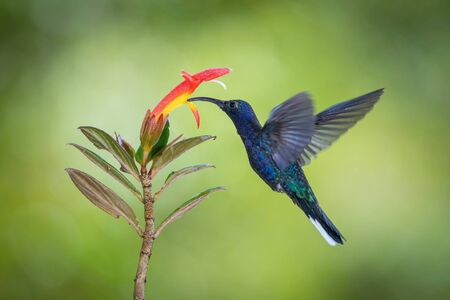 Violet sabrewing, Campylopterus hemileucurus The Hummingbird is hovering and drinking the nectar...