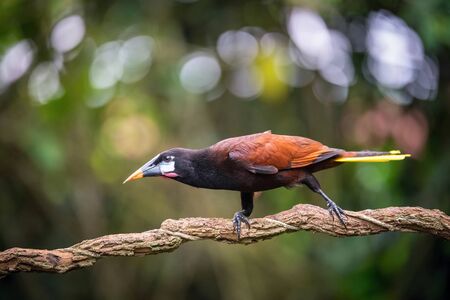 Psarocolius montezuma, Montezuma oropendola The bird is perched on the branch in nice wildlife natural environment of Costa Ricaの写真素材