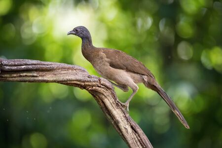 Ortalis cinereiceps, Grey-headed chachalaca The bird is perched on the branch in nice wildlife natural environment of Costa Ricaの写真素材