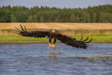 The White-tailed Eagle, Haliaeetus albicilla is flying in autumn color environment of wildlife. Also...