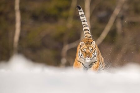 The Siberian Tiger, Panthera tigris tigris is running in the snow, in the background with snowy treesの写真素材