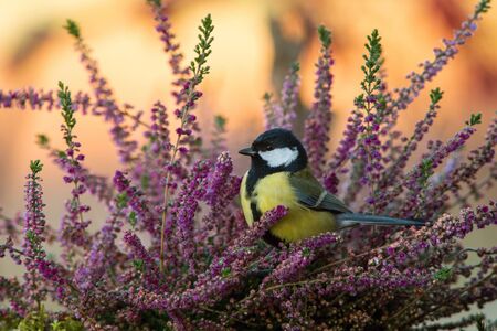 TheÂ Great Tit,Â Parus major, is sitting in color environment of wildlifeの写真素材