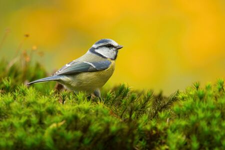 The Eurasian Blue Tit, Cyanistes caeruleus is sitting in color environment of wildlifeの写真素材
