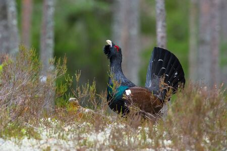 The Western Capercaillie, Tetrao urogallus, also known as the Wood Grouse, Heather Cock, or just Capercaillie in the forest, is showing off during their lekking season. They are in the typical habitatの写真素材