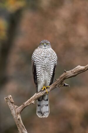The Eurasian Sparrowhawk, accipiter nisus sitting on the branch in beuatiful colorful autumn environment. Pretty colorful contrasting backround with nice bokeh.の写真素材
