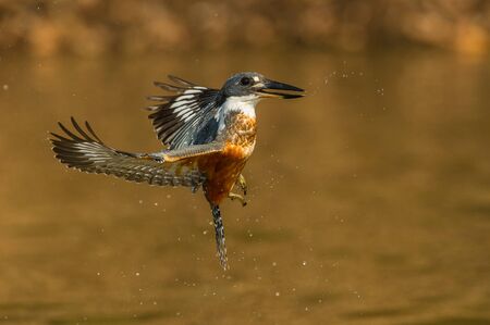 The diving Ringed Kingfisher, megaceryletorquata is flying in golden brown background. The kingfisher just made big splash of water.  Amazing moment on the Rio Negro River in Brazilian Pantanal.の写真素材