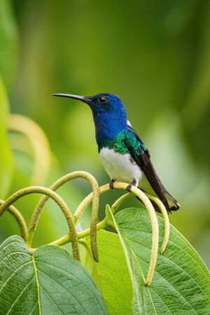 The hummingbird is sitting and preparing to drink the nectar from the beautiful  flower in the rain...