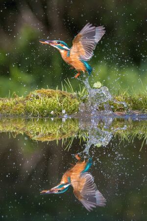The diving Common Kingfisher, alcedo atthis is flying with his prey in green background. The kingfisher just caught his prey. Colorful backgound. Amazing moment. Flying bird gem of our rivers.の写真素材