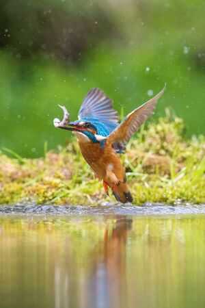 The diving Common Kingfisher, alcedo atthis is flying with his prey in green background. The kingfisher just caught his prey. Colorful backgound. Amazing moment. Flying bird gem of our rivers.の写真素材