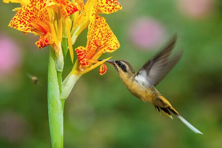 The Hummingbird is hovering and drinking the nectar from the beautiful flower in the rain forest....