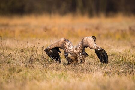 The White-tailed Eagle, Haliaeetus albicilla is sitting in autumn color environment of wildlife....