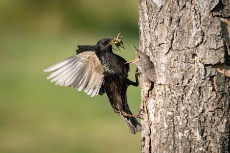 The Common Starling, Sturnus vulgaris is flying with some insect to feed its chick, the young bird is opening its beak to be feeded, pretty golden light, green backgroundの写真素材