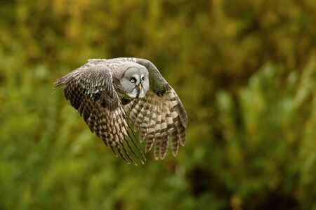 Strix nebulosa, Great grey owl The bird is flying in nice natural environment of Finland. Wildlife scene from Europe.
の写真素材