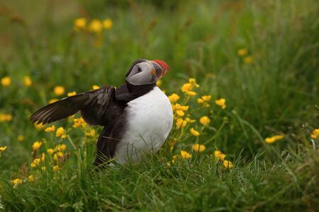 The Atlantic Puffin, Fratercula arctica is sitting in the grass, very clouse to its nesting hole. It is typical nesting habitat in the grass on the high cliffs on the Atlantic coast in Icelandの写真素材