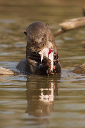 The Giant Otters, Pteronura brasiliensis is eating fresh fish in the Rio Negro River in the Brazilian Pantanalの写真素材
