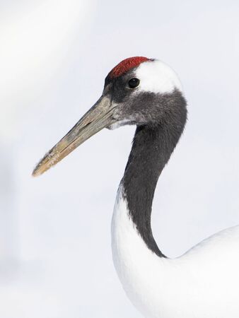 The Red-crowned crane, Grus japonensis The bird is standing in beautiful artick winter environment Japan Hokkaido Wildlife scene from Asia nature. Close-up portraitの写真素材