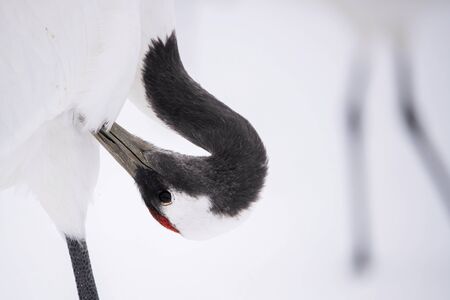 The Red-crowned crane, Grus japonensis The bird is standing in beautiful artick winter environment Japan Hokkaido Wildlife scene from Asia nature. Close-up portraitの写真素材