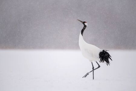 The Red-crowned crane, Grus japonensis The bird is standing in beautiful artick winter environment Japan Hokkaido Wildlife scene from Asia nature.の写真素材