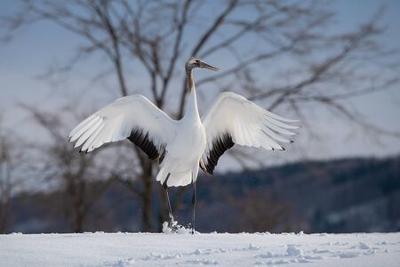 The Red-crowned crane, Grus japonensis The crane is dancing in beautiful artick winter environment Japan Hokkaido Wildlife scene from Asia nature.の写真素材