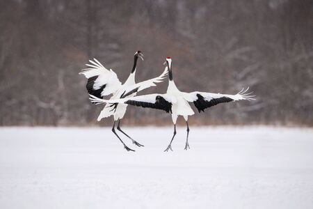 The Red-crowned crane, Grus japonensis The crane is dancing in beautiful artick winter environment Japan Hokkaido Wildlife scene from Asia nature.の写真素材