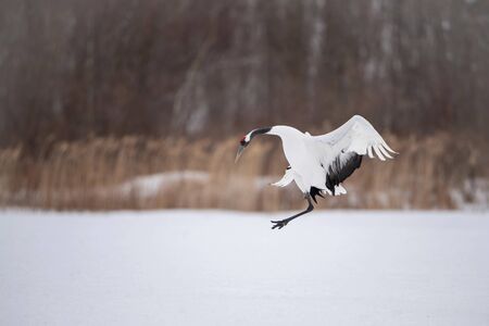 The Red-crowned crane, Grus japonensis The crane is dancing in beautiful artick winter environment Japan Hokkaido Wildlife scene from Asia nature.の写真素材