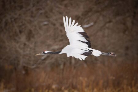 The Red-crowned crane, Grus japonensis The bird is flying in beautiful artick winter environment Japan Hokkaido Wildlife scene from Asia nature.の写真素材