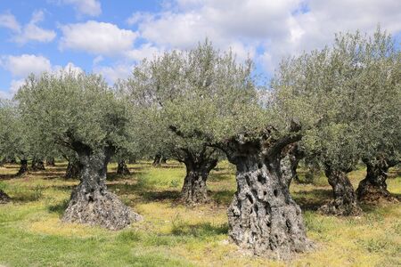 Landscape of southern France: plantation of olive trees in Provenceの写真素材