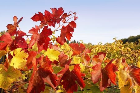 Red end yellow leafs of autumn vineyardの写真素材