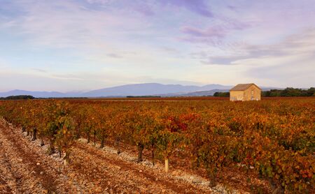 France, the Provence region: Autumn vineyard and house in Provence at sunsetの写真素材