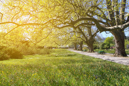 Geneva. Spring sunny day in the botanical garden. Toned image