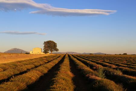 Southern France, evening in Provence, sloping lavender field at sunsetの写真素材