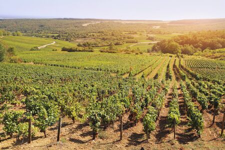 Landscape of France, the Burgundy region: autumn vineyard. Focus selective, toned image