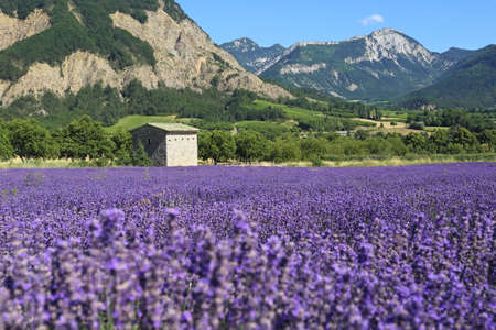Summer French landscape. Lavender field and mountains. Department la Drome Provencalのeditorial素材