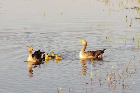 Pair geese parents with chicks swimming in water