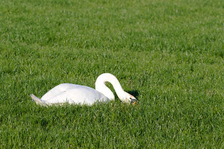 White Swan is relaxing in the grassの写真素材