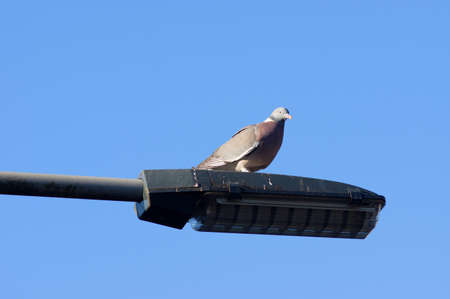 Closeup of a pigeon on the top of a lamppost with a clear blue skyの写真素材