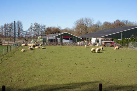 Dutch farm with barns and sheep in the foreground and a clear blue skyのeditorial素材
