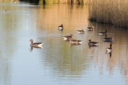 Group of geese swim in the water in front of a quay with alreadyの写真素材