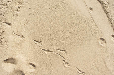 Beige sand pattern texture background with animal tracks