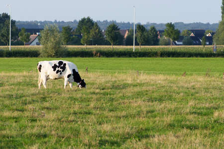 Black and white cow eats grass in a pasture in Arnhem, Netherlandsの写真素材